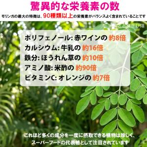 モリンガ (ワサビノキ) 12cm ポット苗×...の詳細画像1