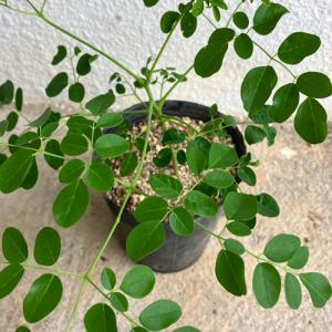 モリンガ (ワサビノキ) 12cm ポット苗×...の詳細画像4
