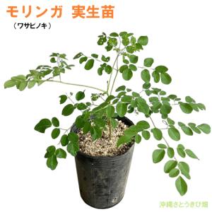 モリンガ (ワサビノキ) 12cm ポット苗×...の詳細画像3
