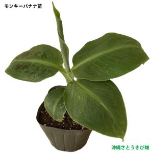 モンキーバナナ苗(背丈が低い)メリクロンポット...の詳細画像1