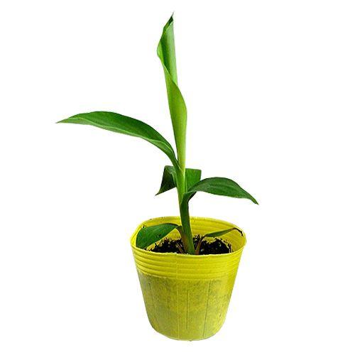 島バナナ苗　メリクロンポット苗