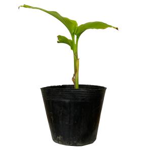 黒真珠レンブ苗 取木苗 : りゅうか商事 - 通販 - Yahoo!ショッピング