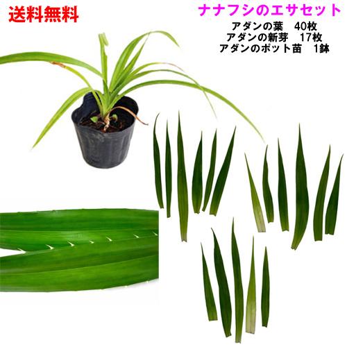 【送料無料】ナナフシ用エサセット(アダンの葉・新芽・苗)