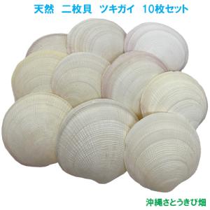 ヒメシャコガイ（ヒメジャコガイ）の貝殻 1対 : りゅうか商事 - 通販