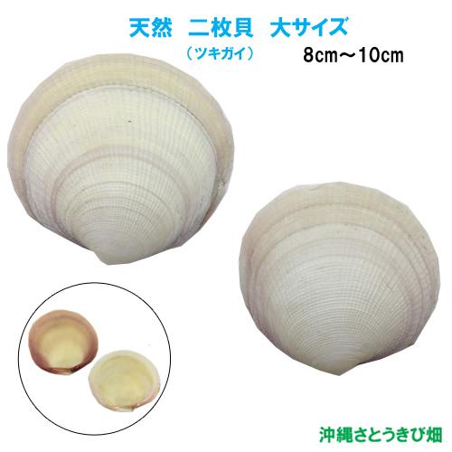 天然　二枚貝(ツキガイ)　小サイズ(6cm-8cm)