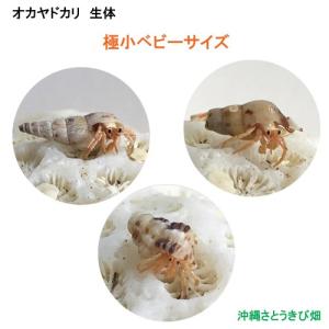オカヤドカリの商品一覧 通販 Yahoo ショッピング