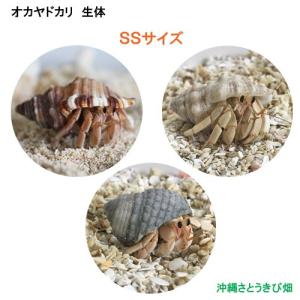 2025年12月】ヤドカリ飼育セットのおすすめ人気ランキング - Yahoo