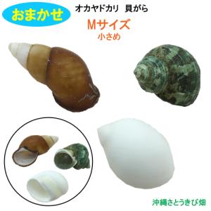 おまかせ Mサイズ 小さめ 3個 オカヤドカリ用貝がらの商品画像