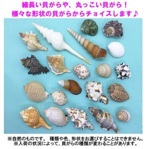 おまかせ Mサイズ 小さめ 3個 オカヤドカリ...の詳細画像1