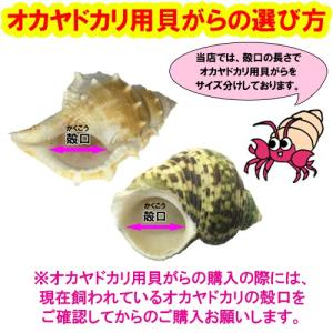 おまかせ Mサイズ 小さめ 3個 オカヤドカリ...の詳細画像2