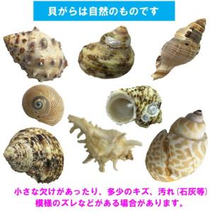 おまかせ Mサイズ 小さめ 3個 オカヤドカリ...の詳細画像3