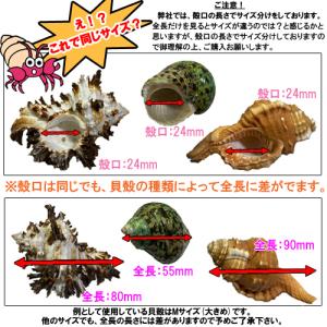 おまかせ Mサイズ 小さめ 3個 オカヤドカリ...の詳細画像5
