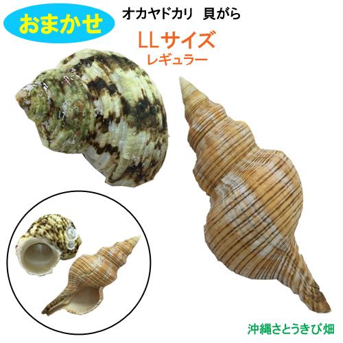 おまかせ　LLサイズ　レギュラー　2個　オカヤドカリ用貝がら