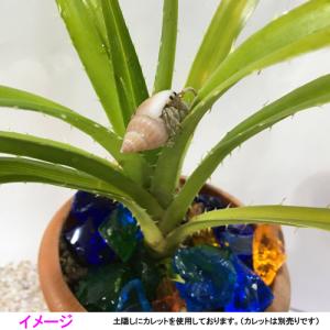アダンの鉢植(7.5cm鉢)の詳細画像2