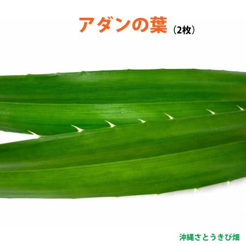 アダンの葉(2枚)　生葉　|草編み 葉編み かご編み 指ハブ 民具 アダン葉編み アダン葉帽子