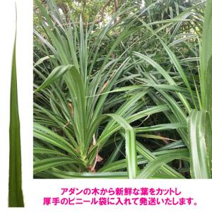 アダンの葉(2枚) 生葉 |草編み 葉編み か...の詳細画像1