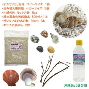 オカヤドカリ飼育セット　ベビーサイズ(生体×1匹・貝殻・砂×1袋・海水×1・ヒオウギ貝×2枚・木の枝×2本)｜りゅうか商事