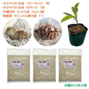 ヤドカリ飼育セット 熱帯魚 アクアリウム用品 の商品一覧 ペット用品 生き物 通販 Yahoo ショッピング