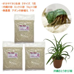 ヤドカリ飼育セット 熱帯魚 アクアリウム用品 の商品一覧 ペット用品 生き物 通販 Yahoo ショッピング