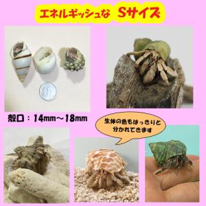 オカヤドカリ飼育セット Sサイズ(生体×1匹・...の詳細画像1
