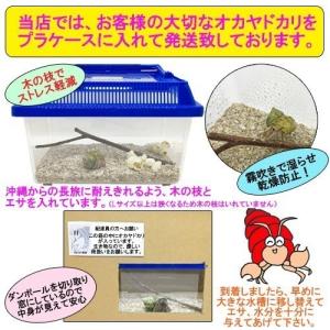 オカヤドカリ飼育セット Sサイズ(生体×1匹・...の詳細画像2