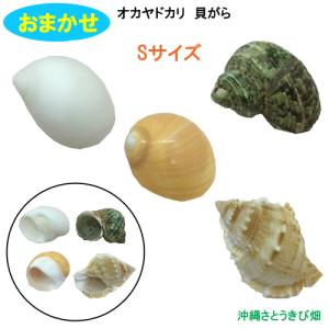 オカヤドカリ飼育セット Sサイズ(生体×1匹・...の詳細画像3