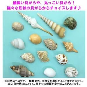 オカヤドカリ飼育セット Sサイズ(生体×1匹・...の詳細画像4