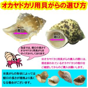 オカヤドカリ飼育セット Sサイズ(生体×1匹・...の詳細画像5