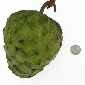 アテモヤ ピンクマンモス 1年生 5号ポット接木苗 アンノナ : 苗木部 花