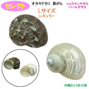 貝殻 シェルコレクション クレナイガンセキボラ（1個） : チャーム