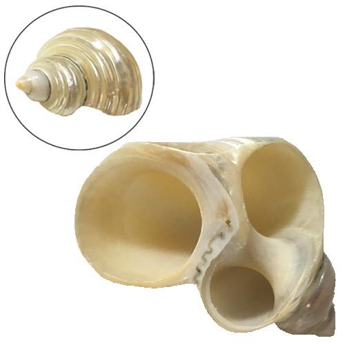 オカヤドカリ用 パールサザエの隠れ家（大サイズ）