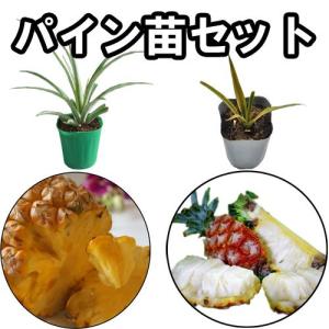 ピーチパイン苗 ポット苗(パイナップル苗)×1鉢 | 沖縄 果物 果実