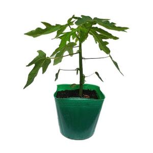 パパイヤ　ベニテング　ポット苗