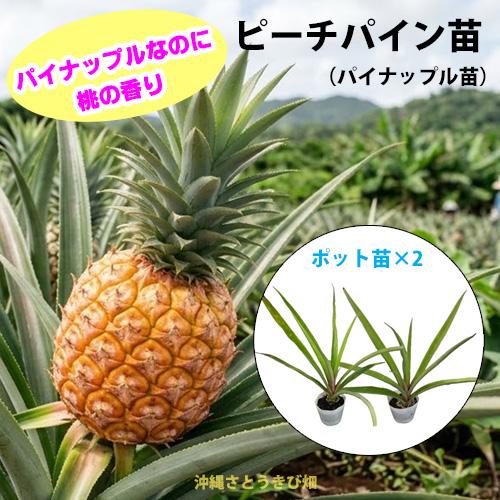 ピーチパイン苗　ポット苗(パイナップル苗)×2鉢　 | 沖縄 果物 果実 フルーツ 南国 デザート ...