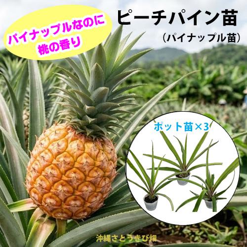 ピーチパイン苗　ポット苗(パイナップル苗)×3鉢　 | 沖縄 果物 果実 フルーツ 南国 デザート ...