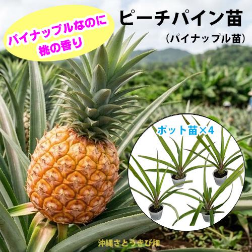 ピーチパイン苗　ポット苗(パイナップル苗)×4鉢　 | 沖縄 果物 果実 フルーツ 南国 デザート ...