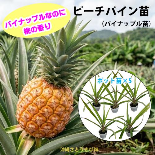 ピーチパイン苗　ポット苗(パイナップル苗)×5鉢　 | 沖縄 果物 果実 フルーツ 南国 デザート ...