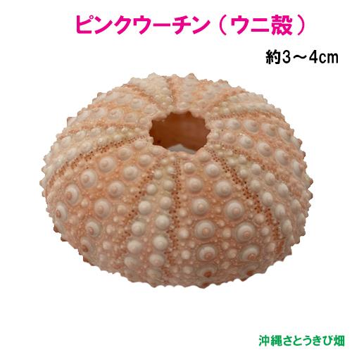 ピンクウーチン(ウニ殻)　約3-4cm