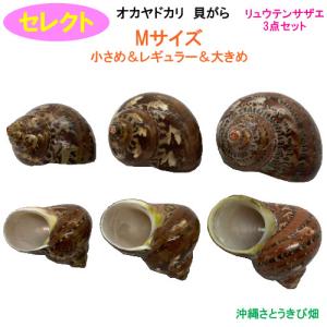 セレクト(リュウテンサザエ3点セット) Mサイズ...の商品画像