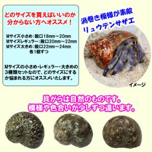 セレクト(リュウテンサザエ3点セット) Mサイ...の詳細画像1