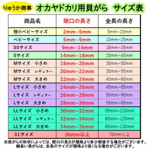 セレクト(リュウテンサザエ3点セット) Mサイ...の詳細画像3
