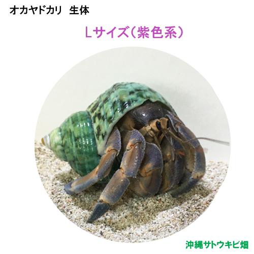 オカヤドカリ生体　Lサイズ(紫色系)　1匹　　　　　|沖縄 coenobita ペット 飼育 陸宿借...