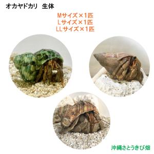 ヒメシャコガイ（ヒメジャコガイ）の貝殻 1対 : りゅうか商事 - 通販