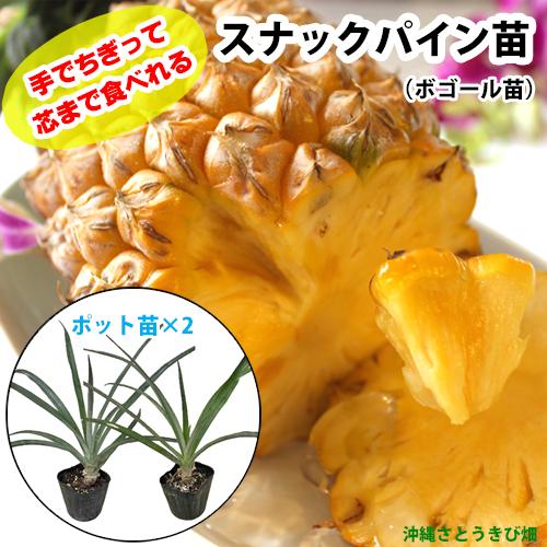スナックパイン苗(ボゴール苗)ポット苗【パイナップル】×2鉢　|　沖縄 果物 果実 フルーツ 南国 ...