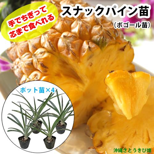 スナックパイン苗(ボゴール苗)ポット苗【パイナップル】×4鉢　|　沖縄 果物 果実 フルーツ 南国 ...