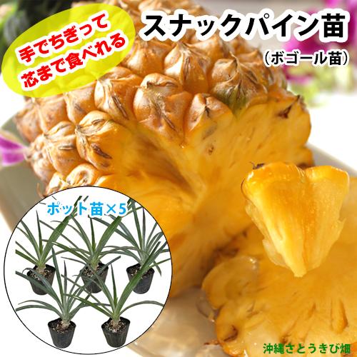 スナックパイン苗(ボゴール苗)ポット苗【パイナップル】×5鉢　　|　沖縄 果物 果実 フルーツ 南国...