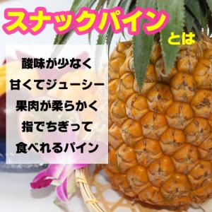 スナックパイン苗(ボゴール苗)ポット苗【パイナ...の詳細画像2