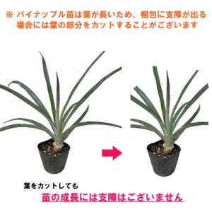スナックパイン苗(ボゴール苗)ポット苗【パイナ...の詳細画像5
