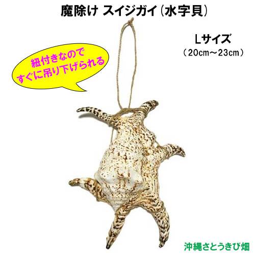 魔除け スイジガイ(水字貝) 紐付き Lサイズ　20cm〜23cm 　|火除け 火災除け お守り ソ...