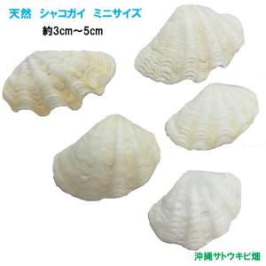シャコ貝 インテリアの商品一覧 通販 Yahoo ショッピング